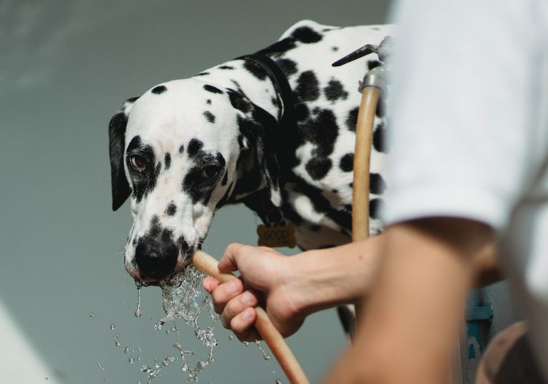 5 Common Reasons Why Dogs Won't Drink Water Bella's Pets and Animals