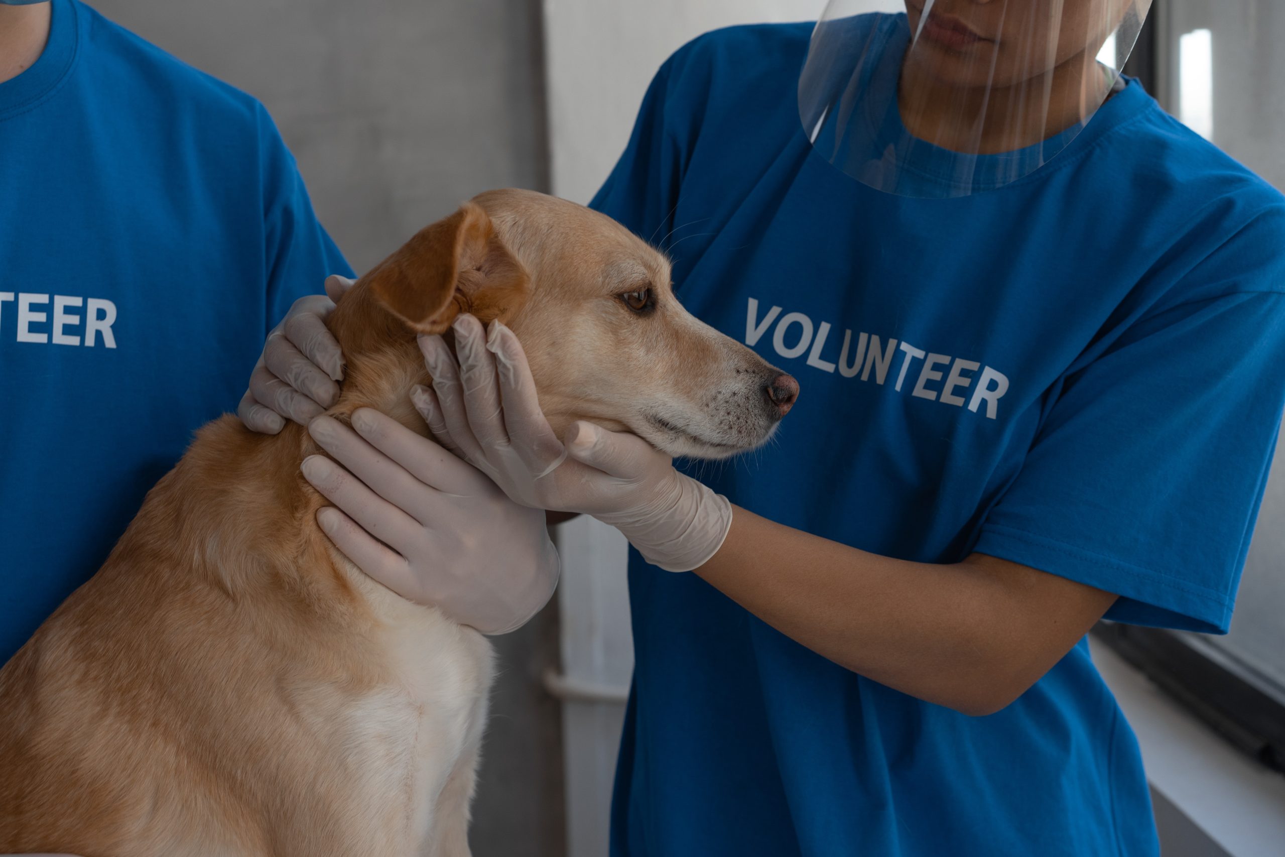 Nutrition for Optimal Pet Health