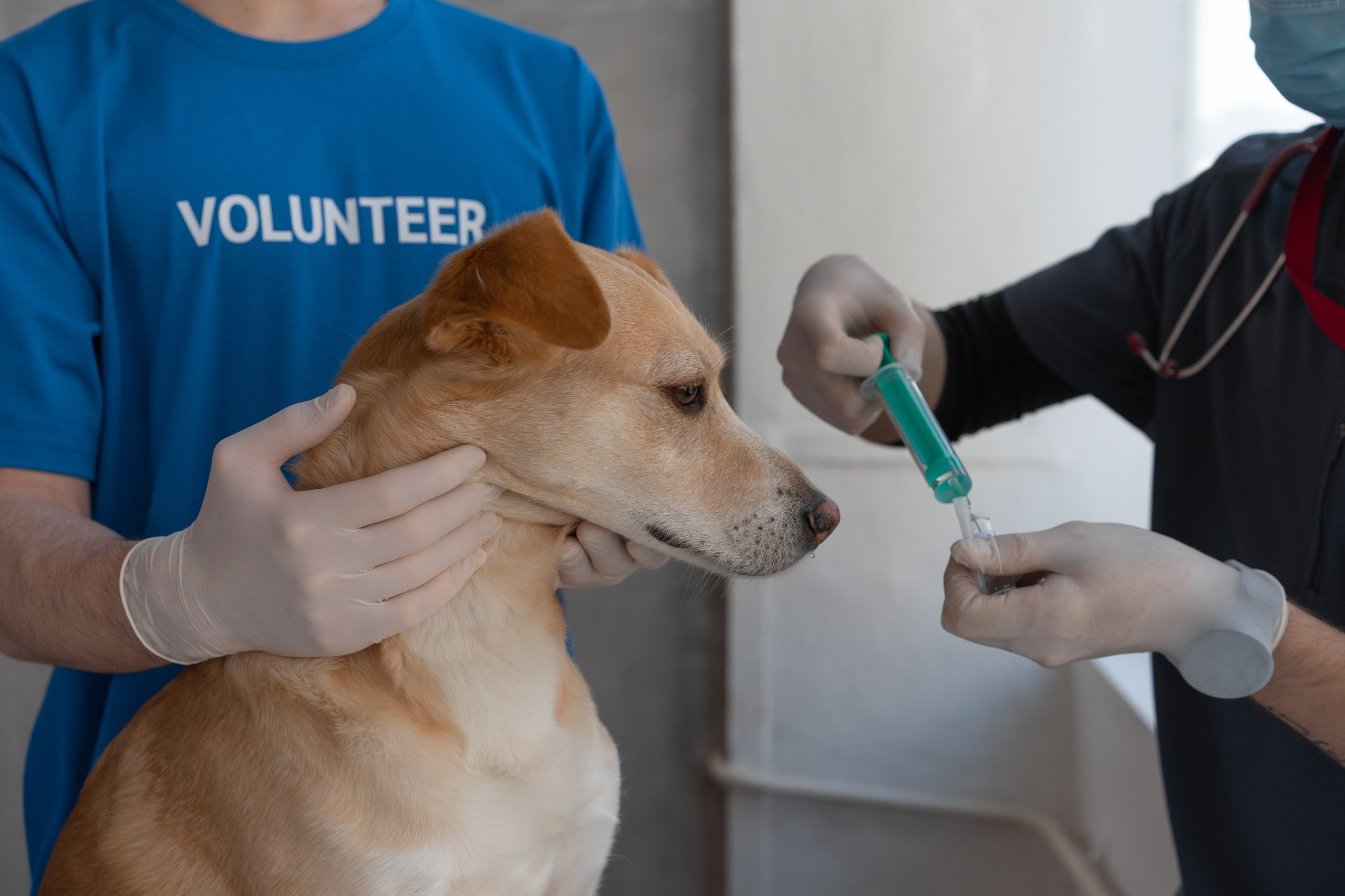 Animal Vaccinations: 5 Types Every Pet Owner Need to Know