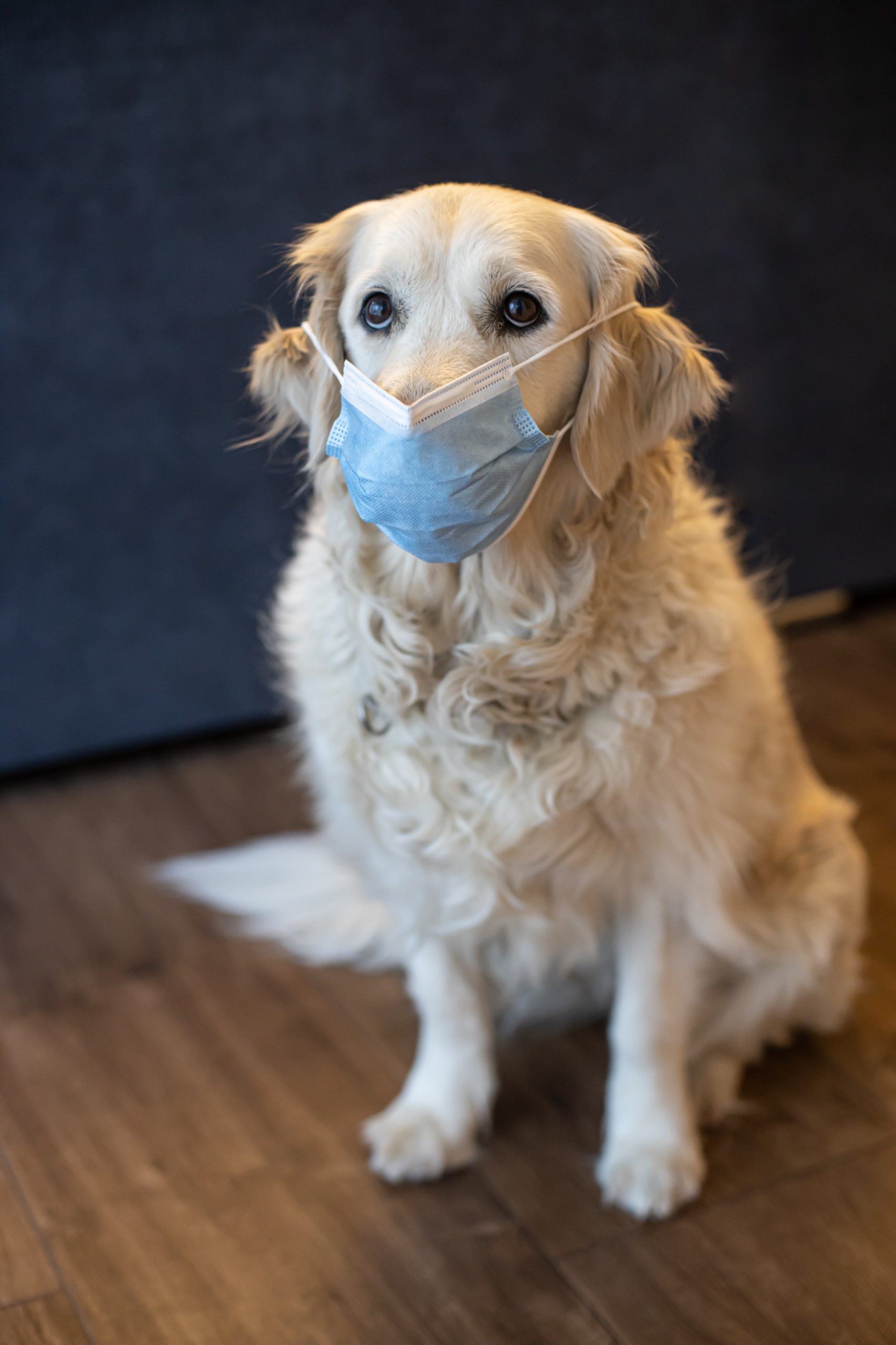 Traveling Without Pets? Ways to Keep Them Happy and Healthy