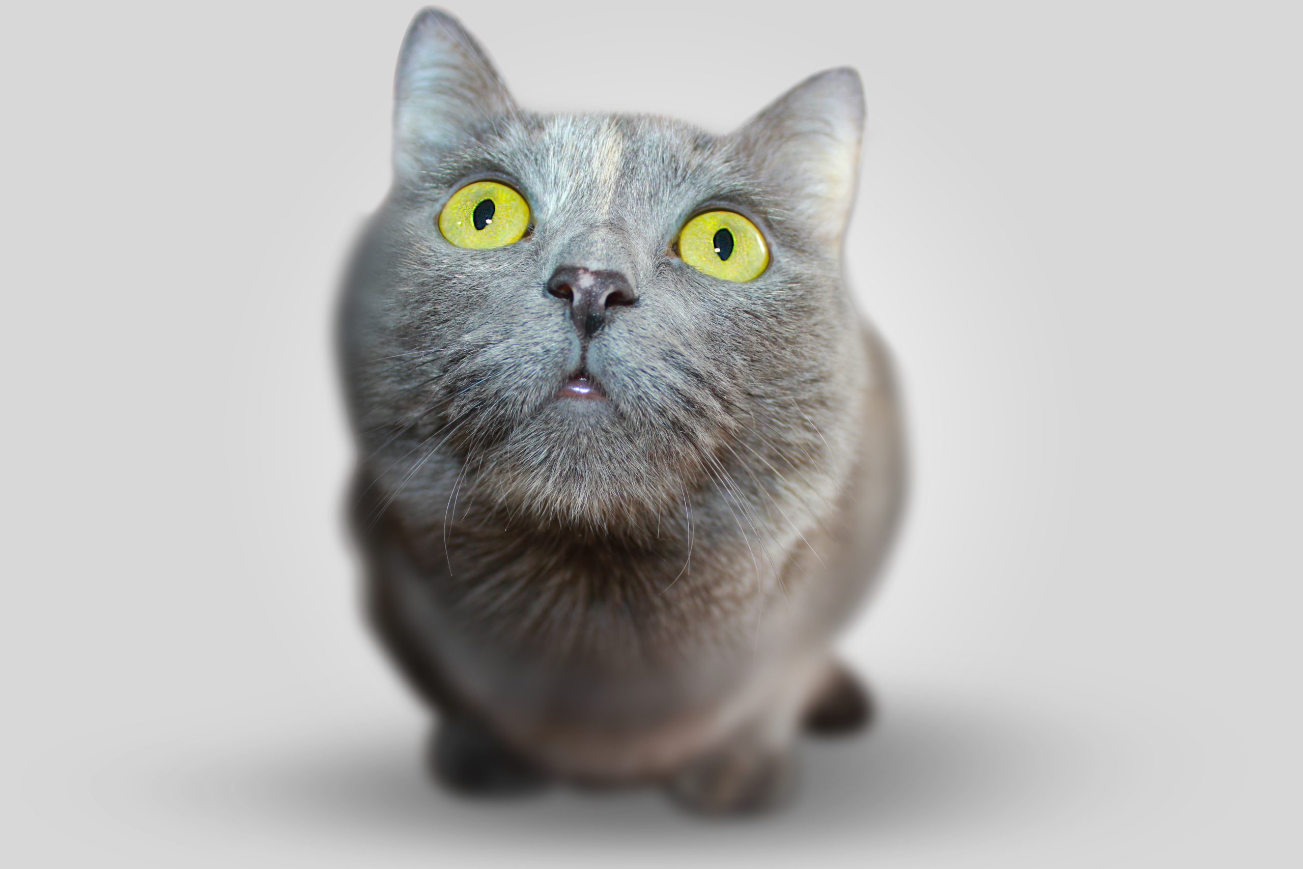 What Pet Owners Need to Know About Orthopedic Surgery and Vaccinations