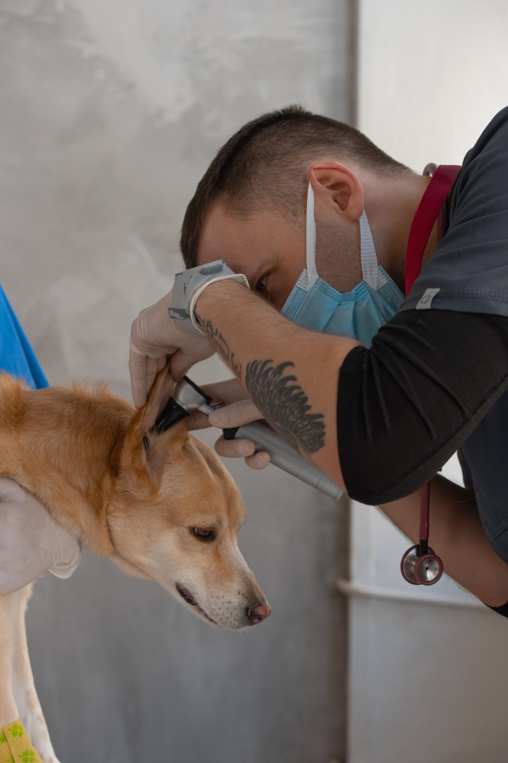 Understanding Pet Insurance for Exotic Pets