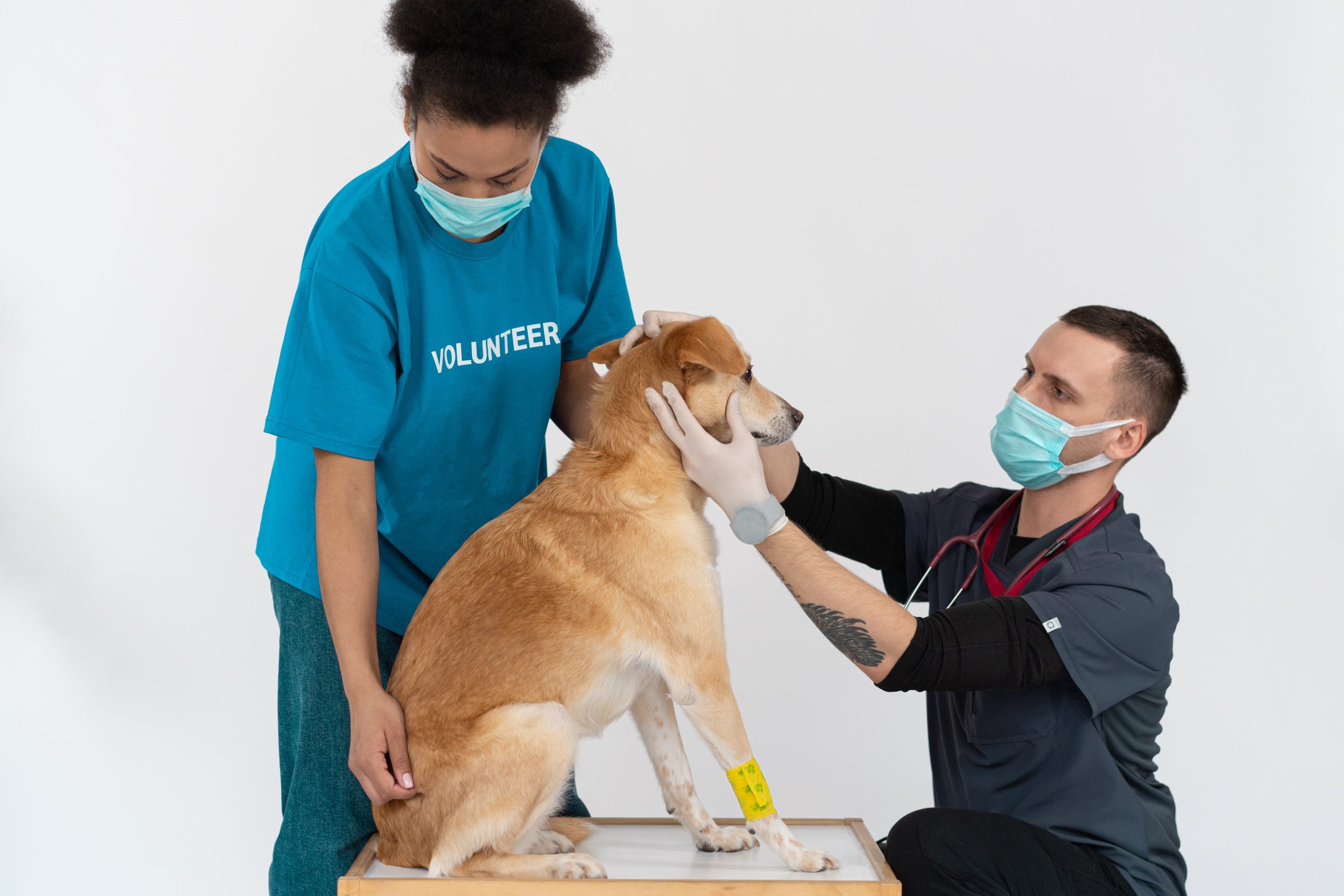 Which Signs Indicate that Your Pet Requires Immediate Medical Attention?