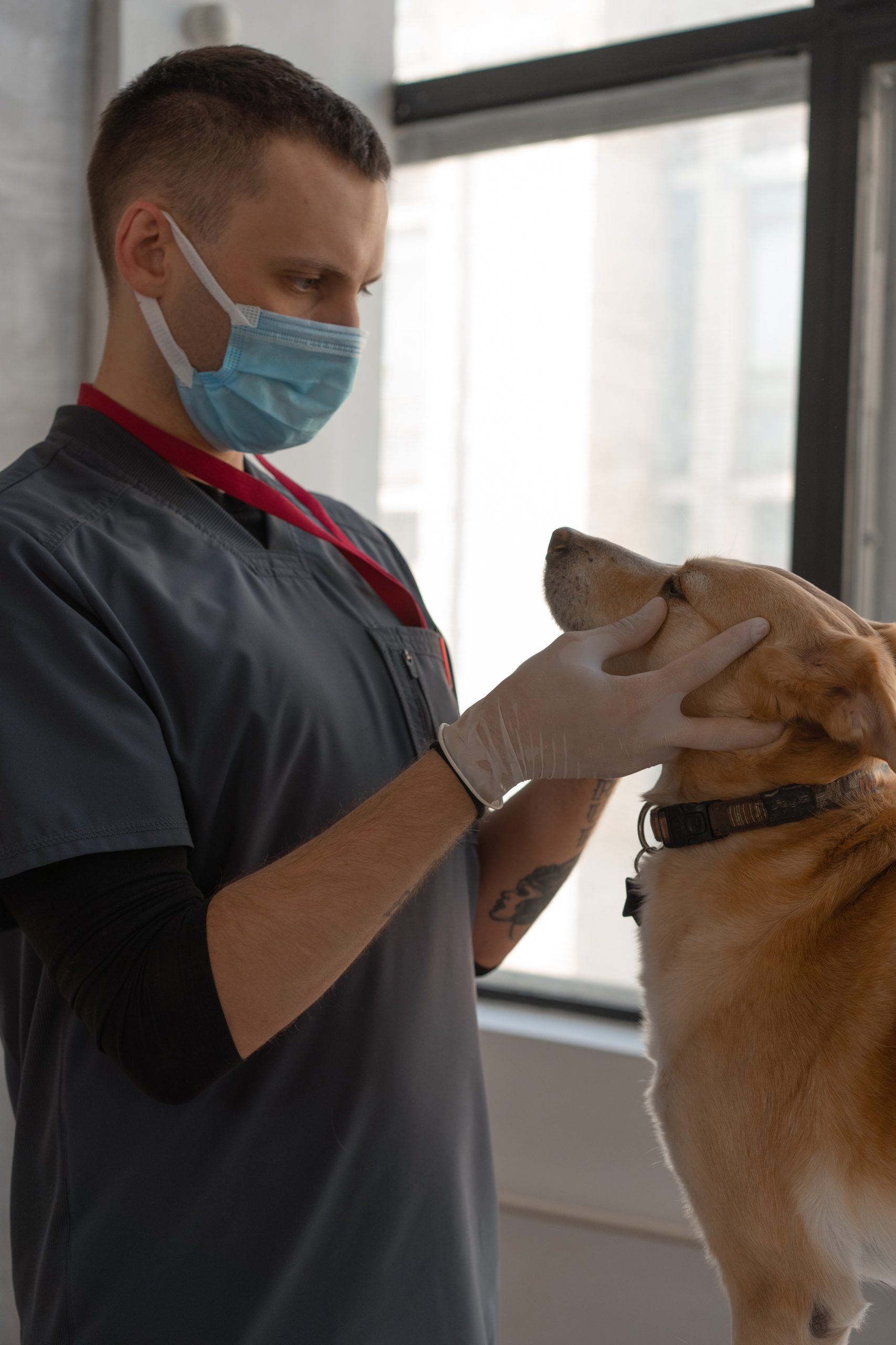 What Does Emergency Veterinary Care Typically Include?